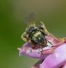 Seladonia sp.